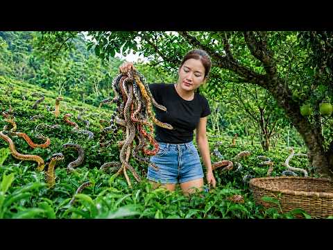 72 Hours Full Process 🔥 Discovers Hundreds Dangerous Snakes Under Tea Leaves | Girl Faces Dangerous!