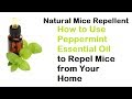 Natural Mice Repellent: How to Use Peppermint Essential Oil to Repel Mice from Your Home