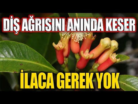 Diş Ağrısını Anında Keser. İlaca Gerek Yok