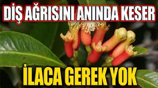 Diş Ağrısını Anında Keser. İlaca Gerek Yok