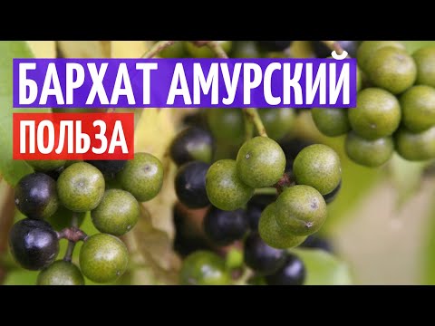 Бархат амурский. Польза для организма I Herbals-ua.com