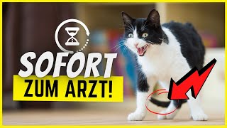 Wenn deine Katze DAS tut, geh SOFORT zum Tierarzt!