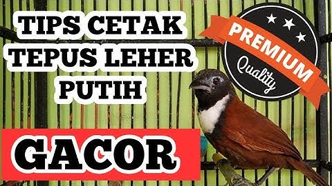 CARA MERAWAT TEPUS LEHER PUTIH TEPUS KALUNG BANTENGAN AGAR CEPAT GACOR
