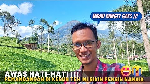 Kebun Teh Panama Viewnya Bikin Pengin Nangis
