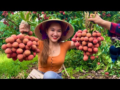 Video Cùng Team PHẠM DŨNG Khám Phá Vải Thiều Trên Núi Đồi... - youtube