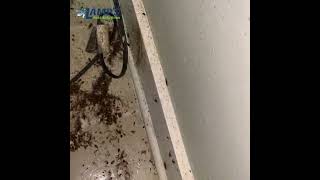 German Cockroaches Behind Refrigerator.