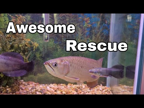 A Wide Variety of New Fish from Michigan Rescue