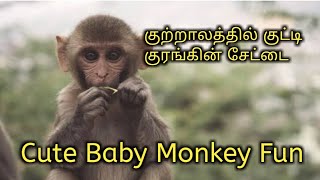 கறறலததல கடட கரஙக சடட Cute Baby Monkey Fun
