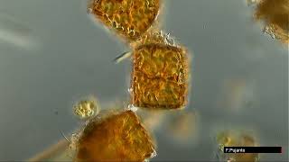 Download Lagu MELOSIRA DIATOMEAS MP3