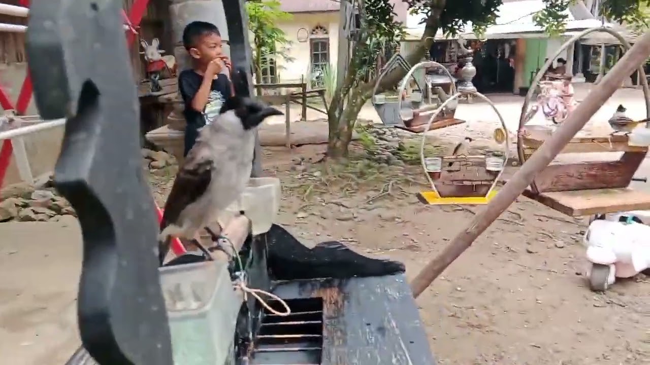 Amunisi pikat cengkram#ajaran