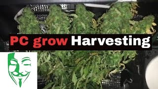 PC grow Harvest Autoflower stealth grow high temperature #7 weed VLOG In this VLOG you can see the last period and the harvest of my white Berry grow and the whole time it was super hot!!! It was my first