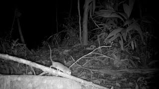 Mexican Mouse Opossum - Tico Times