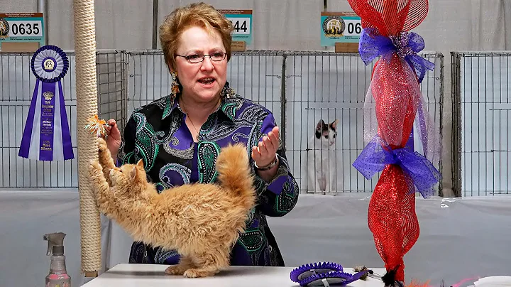 CFA World Show 2014, Rachel Anger shorthair kitten...