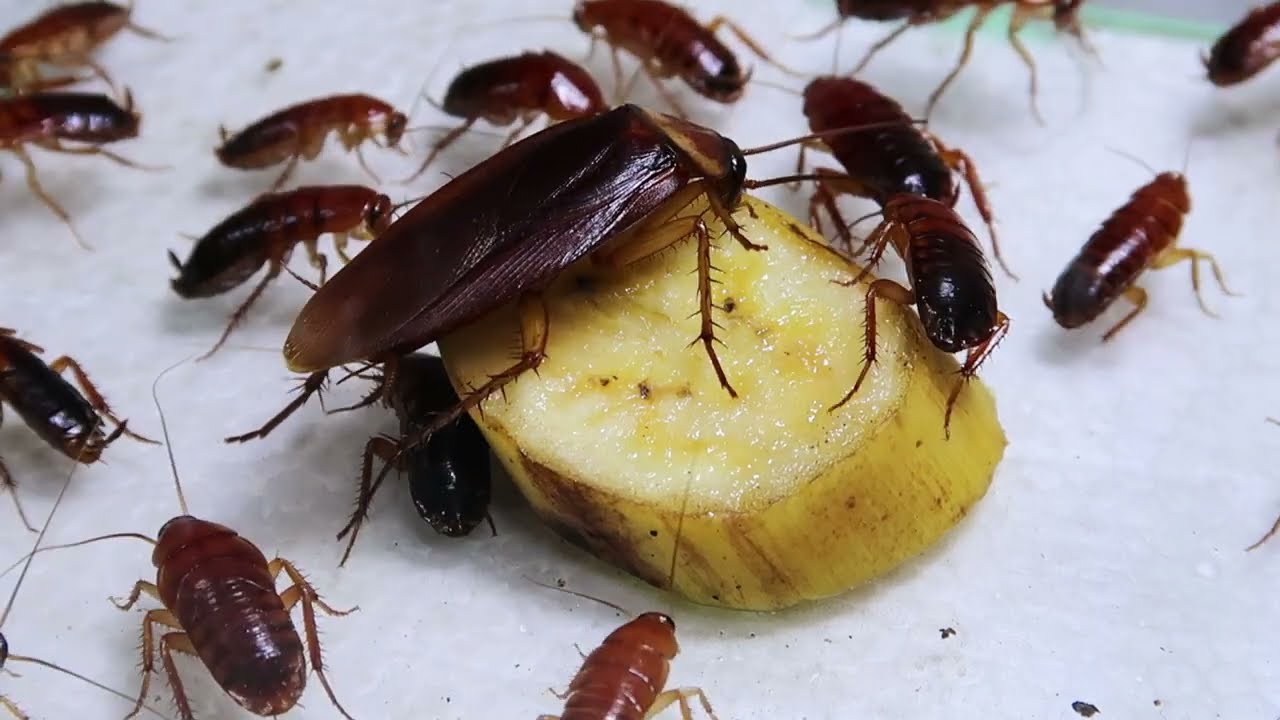 Queen Cockroach YouTube Queen Cockroach YouTube