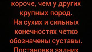 Андалузская порода лошади.🐴 Андалузская порода лошади.🐴