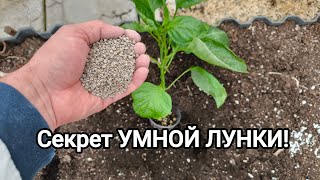 ВСЕГО 2 ГОРСТИ обеспечат УРОЖАЙ! Наполнять или не наполнять лунки при высадке рассады? Что положить?