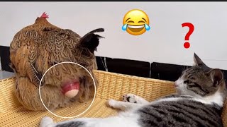 Funny cats video😹😹 - try not to laugh 😆