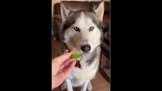 My Husky Reacts to Trying Lime | #shorts
