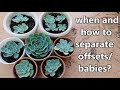 KELAN BA PWEDENG IHIWALAY ANG PUPS/BABIES KAY MOTHER PLANT? || Tips Sa Pagdi-Dish Garden :)
