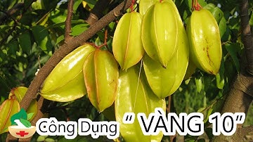 Tin Sức Khỏe - Công dụng tốt hơn vàng 10 của KHẾ - Cây thuốc quanh ta