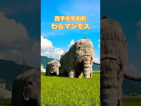 愛媛県 西予市 宇和町 わらマンモス #shorts