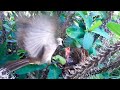 Yellow-vented Bulbul Takes Good Care of the Young Bird (8) – Chick Living Among Thorns Plant (Ep94)