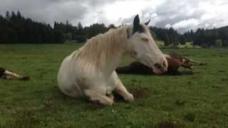 Sleepy Medicine Hat Paint Mare