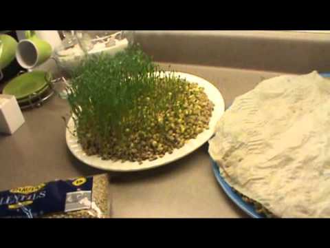 How to Grow Sabzeh for Norooz (Persian New Year)