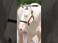 POV: You Just Saw the Most Beautiful Horse Ever ( Watch till the end ) #fyp #viralvideo #horse