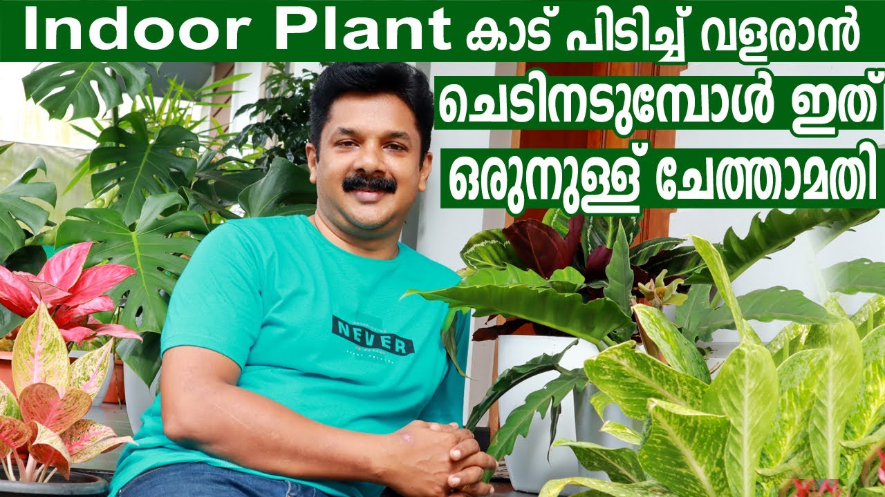 INDOOR PLANTS കാട് പിടിച്ച് വളരാൻ നടുന്ന സമയത്ത്  ഇത് ഒരുനുള്ള് ചേർത്താമതി | Best Potting Method