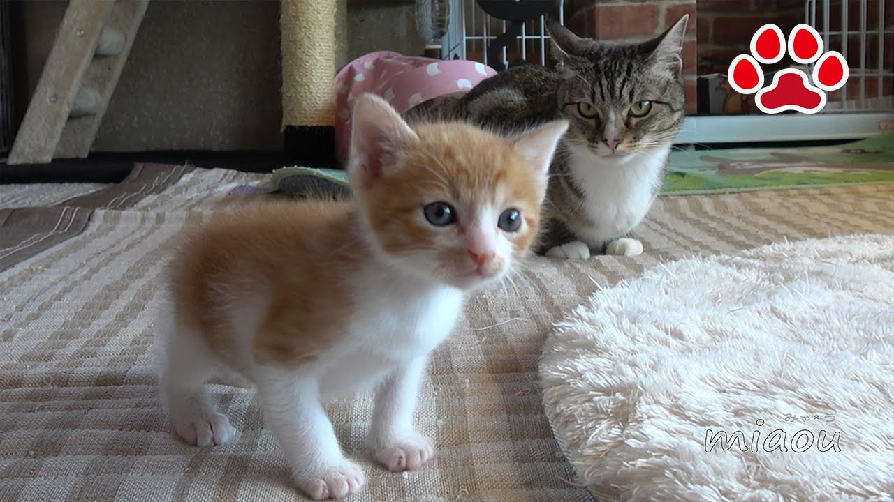Cute kitten Maya, was 11th visit to Cats room 
