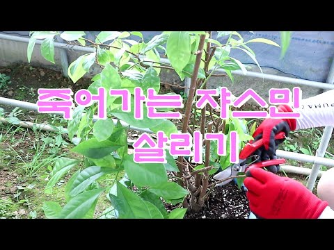 농장 이야기  -  Save Jasmine,죽어가는쟈스민살리기,쟈스민전정,쟈스민키우기,쟈스민물주기,   Mango,Mango&rsquo;s house