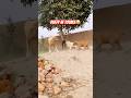 dogs Duffy ke sath serious gaye#DuffyInTrouble  #DogLovers #ViralShorts #YouTubeShorts #VillVlogs