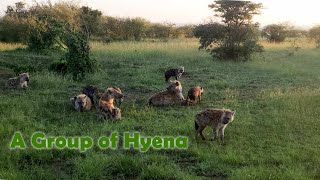 Hyenas #shortvideo #wildlife #masail #cute #animals #shortvideoviral #hyena #hyenas