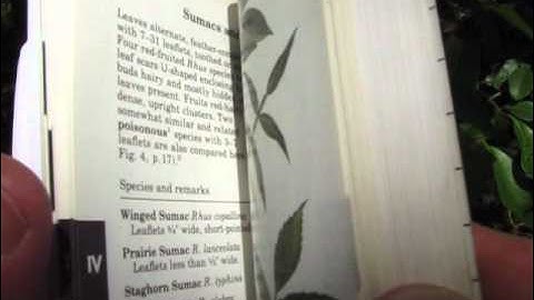 Tree Identification Part Two: Using a Field Guide