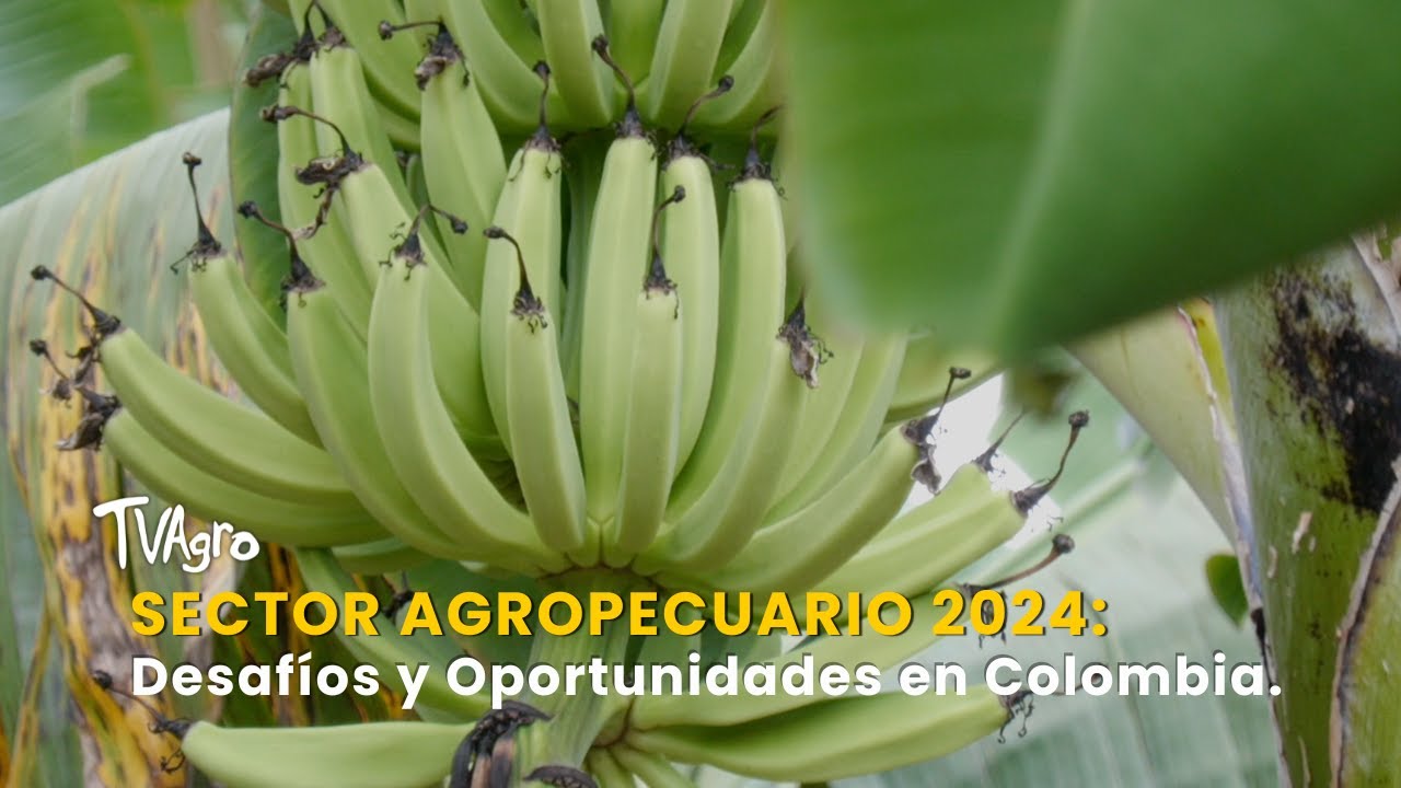 Sector Agropecuario 2024: Desafíos y Oportunidades en Colombia - TvAgro por Juan Gonzalo Angel