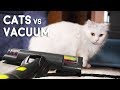 Cats vs Vacuum