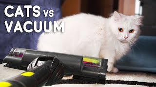 Cats vs Vacuum