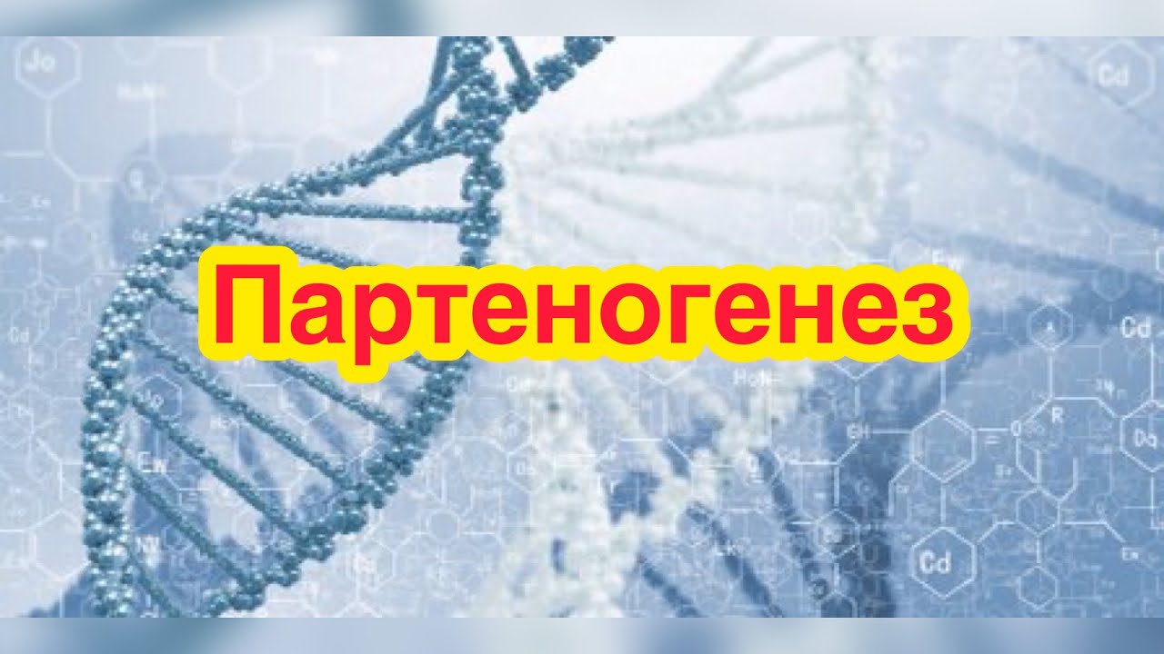 Партеногенез. Значение, свойства, классификация. Партеногенез у ...