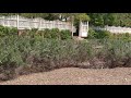 Fig Trees at George Washington&#39;s Mount Vernon