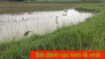 Anh em tham khảo mô hình đánh vạc mù? Đầu tư ít kinh tế cao