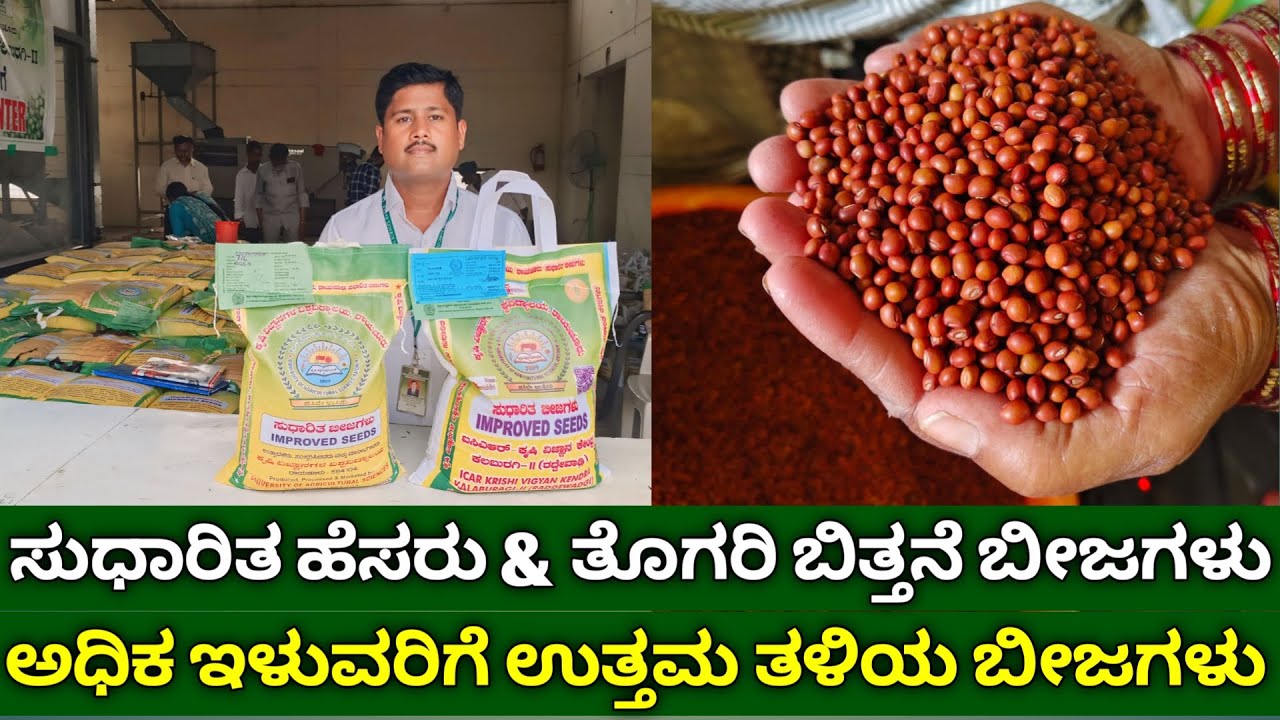 ಅಧಿಕ ಇಳುವರಿಗೆ ಉತ್ತಮ ತಳಿಯ ಸುಧಾರಿತ ಹೆಸರು & ತೊಗರಿ ಬಿತ್ತನೆ ಬೀಜಗಳು | togari krushi in kannada | redgram