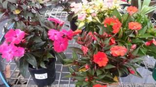 Canaipa Nursery and Produce, 15 High Street, Russell Island.  Ph: 07 3409 1007