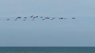 Птицы над Черным морем. Birds over the Black Sea