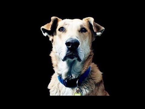 Video: Perro De Protesta Griego Se Globaliza