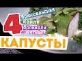 4 ВИДА КАПУСТЫ с сырным соусом 🥦🧀: брокколи, цветная капуста, брюссельская и капуста кейл (кале)