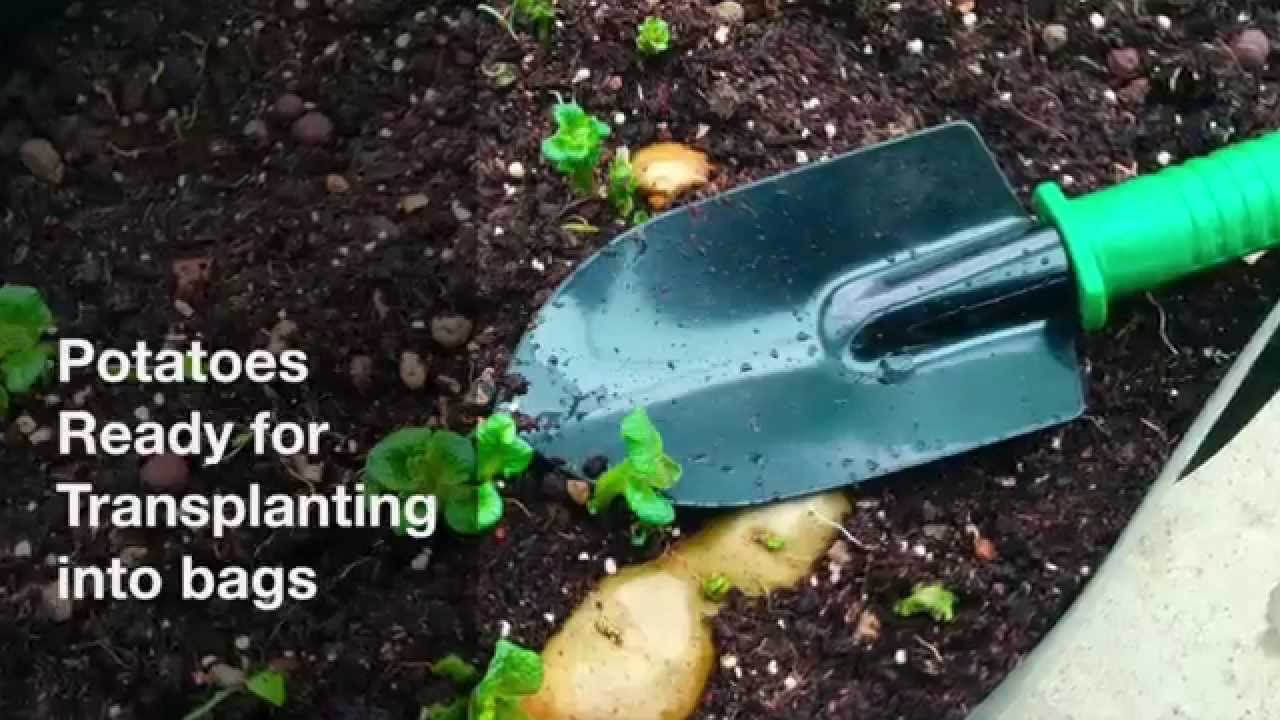 Growing potatoes How to grow potatoes in bags YouTube