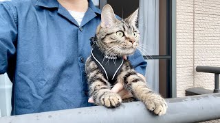 雨の日にベランダで不満げな顔をしながら空を見上げる猫
