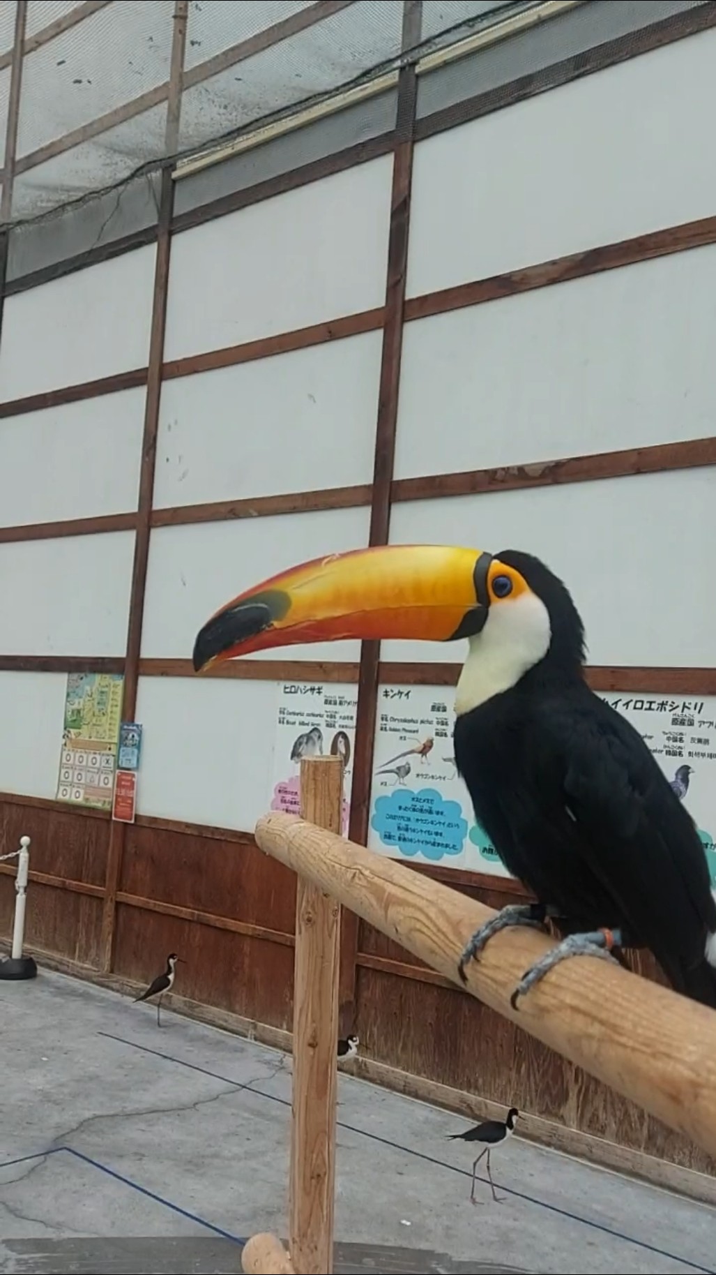 Kakegawa,Japan- theme park featuring hundreds of freely roaming