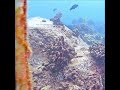 Octopus Fighting or Mating? One Escapes! | MEGA Lab Cam | Hawaii live stream